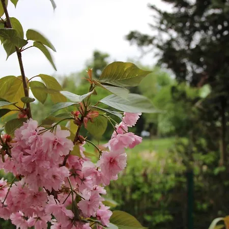 Stiegenstuebchen Am Weinberg * Dresda